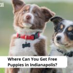 Free Puppies in Indianapolis