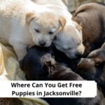 Free Puppies in Jacksonville FL
