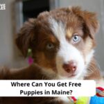 Free Puppies in Maine