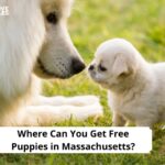 Free Puppies in Massachusetts