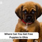 Free Puppies in Ohio