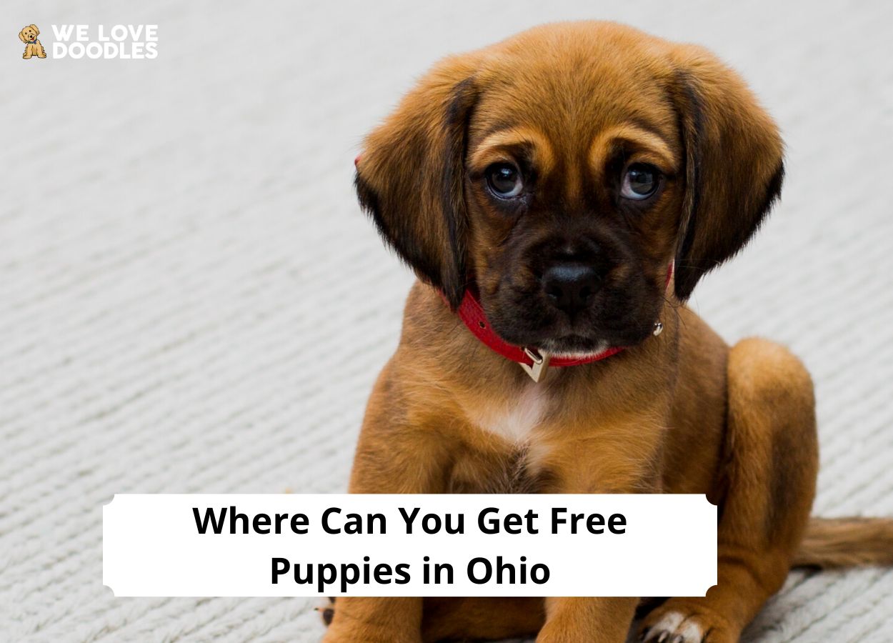 Where Can You Get Free Puppies in Ohio? (2023) We Love Doodles