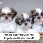 Free Puppies in Rhode Island