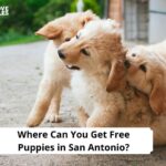 Free Puppies in San Antonio