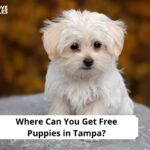 Free Puppies in Tampa