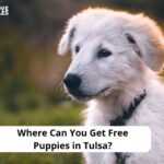Free Puppies in Tulsa