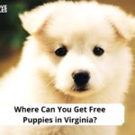 Free Puppies in Virginia