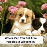 Free Puppies in Wisconsin