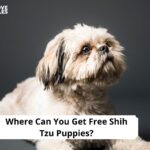 Free Shih Tzu Puppies