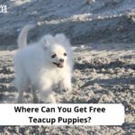 Free Teacup Puppies