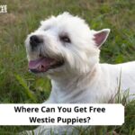 Free Westie Puppies