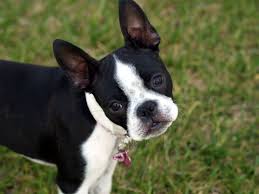 Frenchtons By Design (FrenchtonUSA)