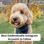 Goldendoodle Instagram