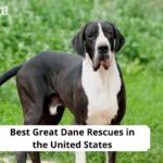 Great Dane Rescues