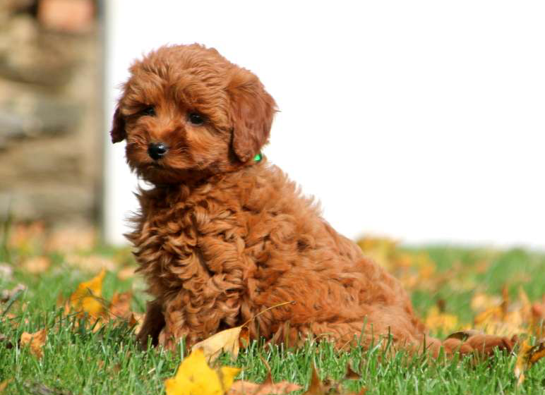 Rottle Puppies in the US - Top 6 Breeders! (2024) - We Love Doodles