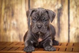 Greenfield Puppies