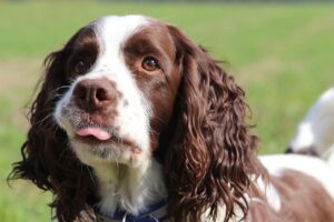 Grooming Your Springer Spaniel