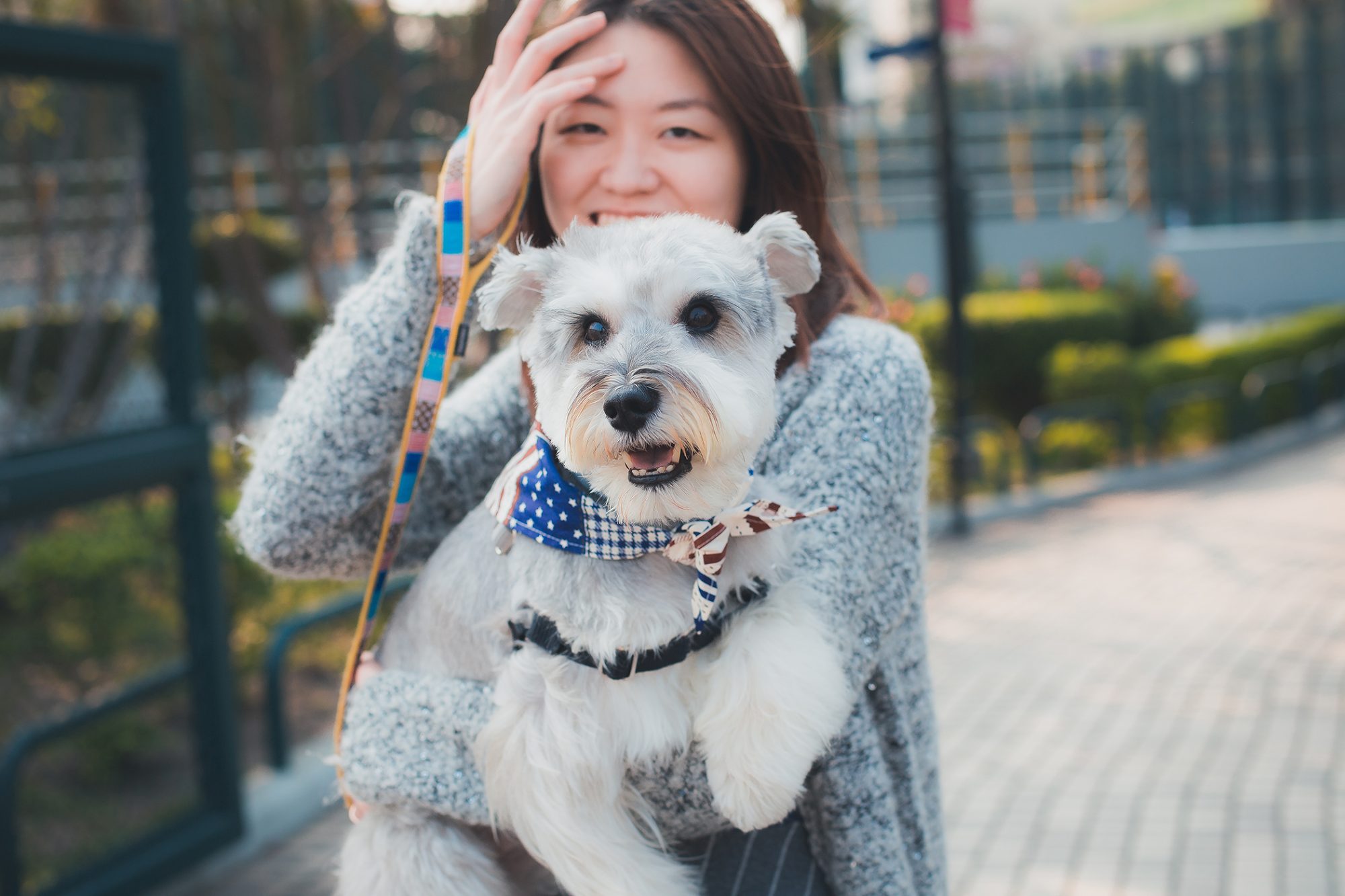 Best Miniature Schnauzer Haircut Ideas   Haircuts For Your Schnauzers Face 