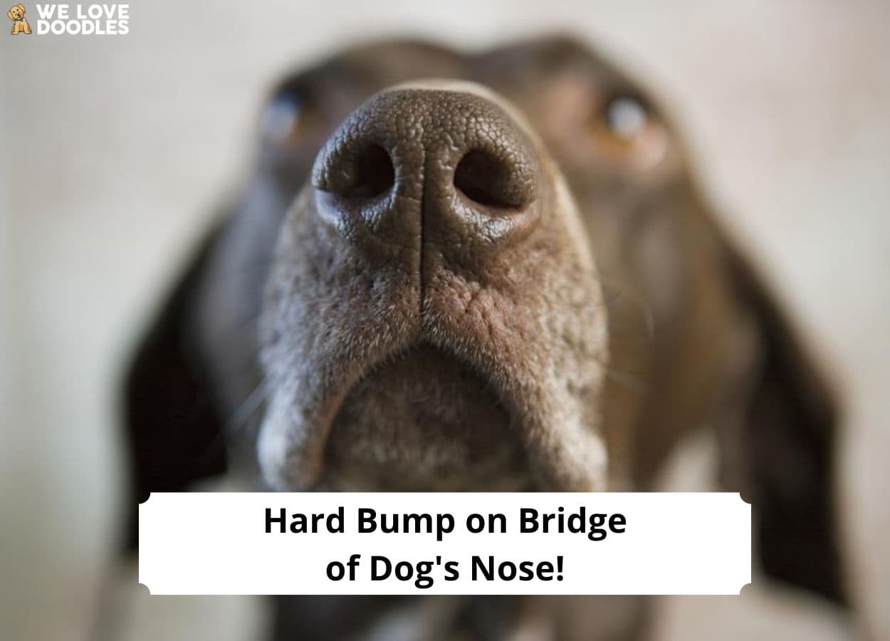 hard-bump-on-bridge-of-dog-s-nose-causes-and-how-to-treat-it-2024