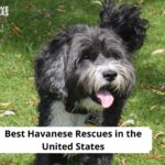 Havanese Rescues