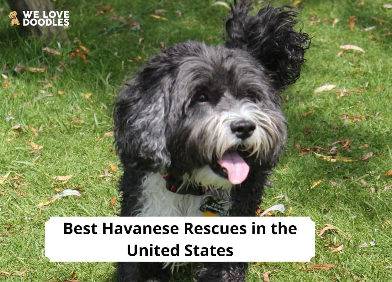 10 Havanese Rescues in the United States! (2023) - We Love Doodles