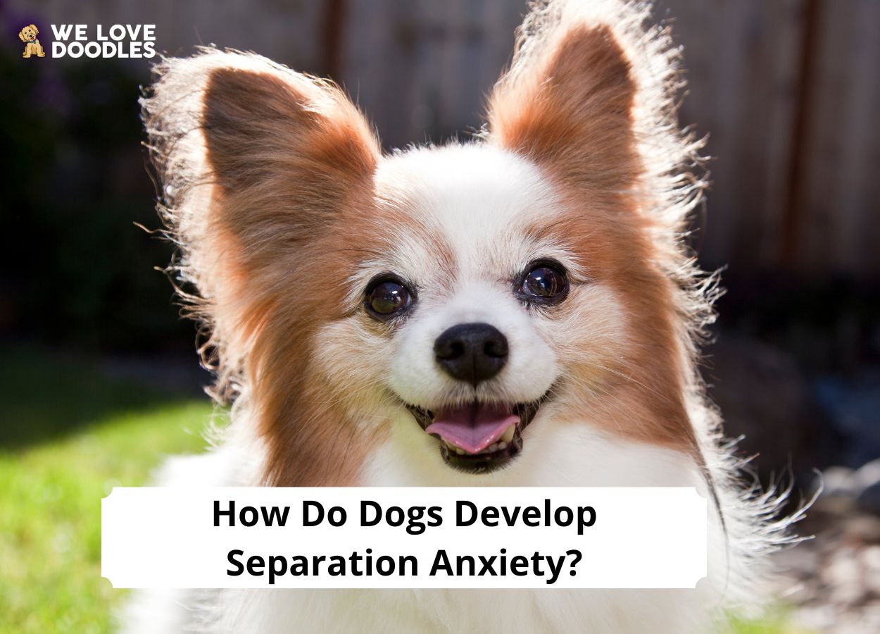 can dogs develop separation anxiety