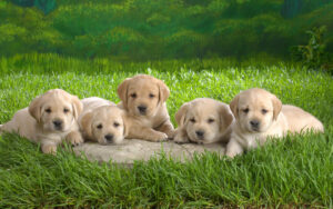 How Do You Get Free Labrador Puppies