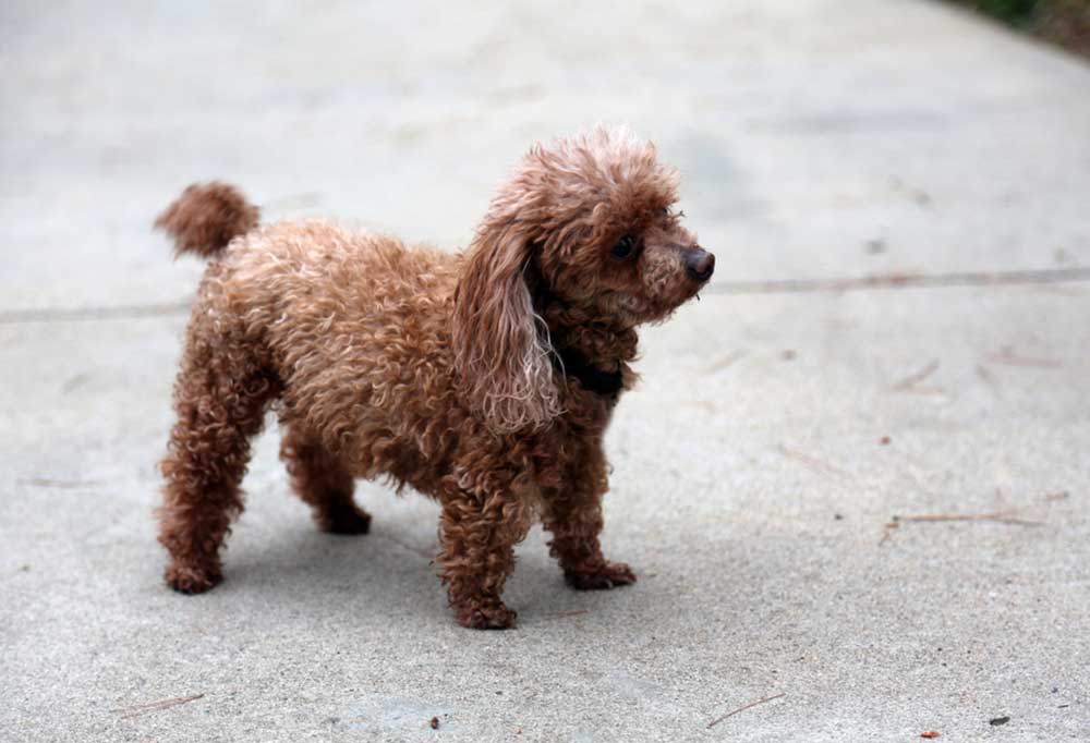 When Is A Teacup Poodle Fully Grown