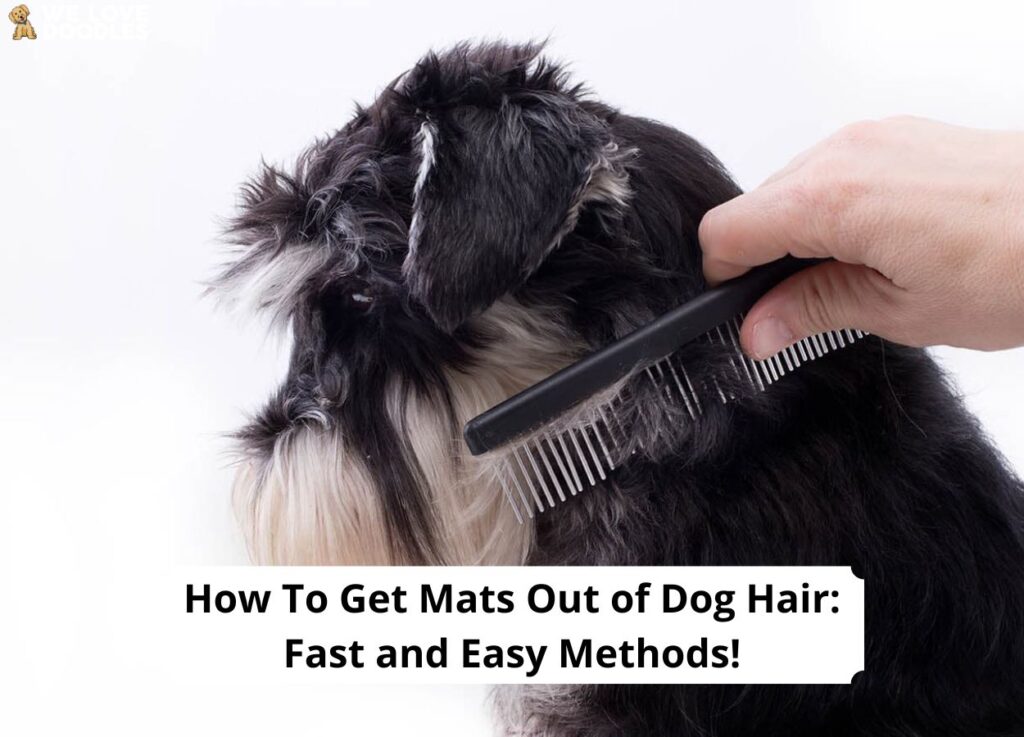 How to Get Mats out of Dog Hair Fast and Easy Methods! (2024) We