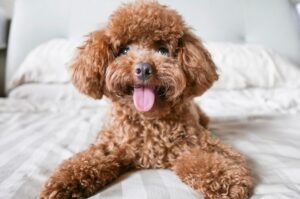 How To Pick The Best Haircut For Your Mini Poodle