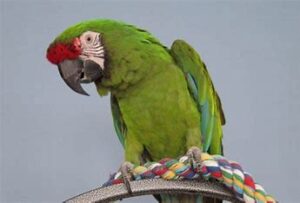 How to Choose Bird Rescues in the USA