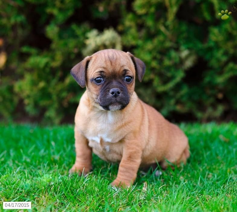 Boxer Puppies for Sale in Wisconsin - Top 4 Breeders! (2024) - We Love ...