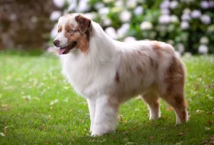 How to Choose Dog Breeders in Perth, Australia 