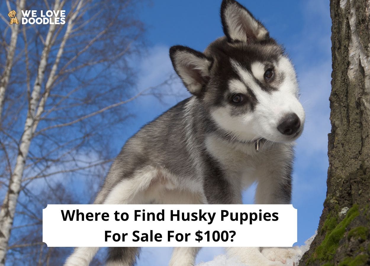 Where to Find Husky Puppies For Sale For $100? (2023) - We Love Doodles