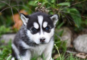 Husky Puppies for Rehoming and Adoption (Find Husky Puppies)