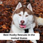 Husky Rescues