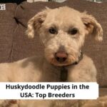 Huskydoodle Puppies