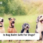 Is Bag Balm Safe For Dogs