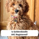 Is-Goldendoodle-AKC-Registered-template