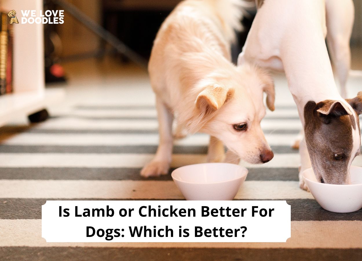 can dogs eat lamb fat