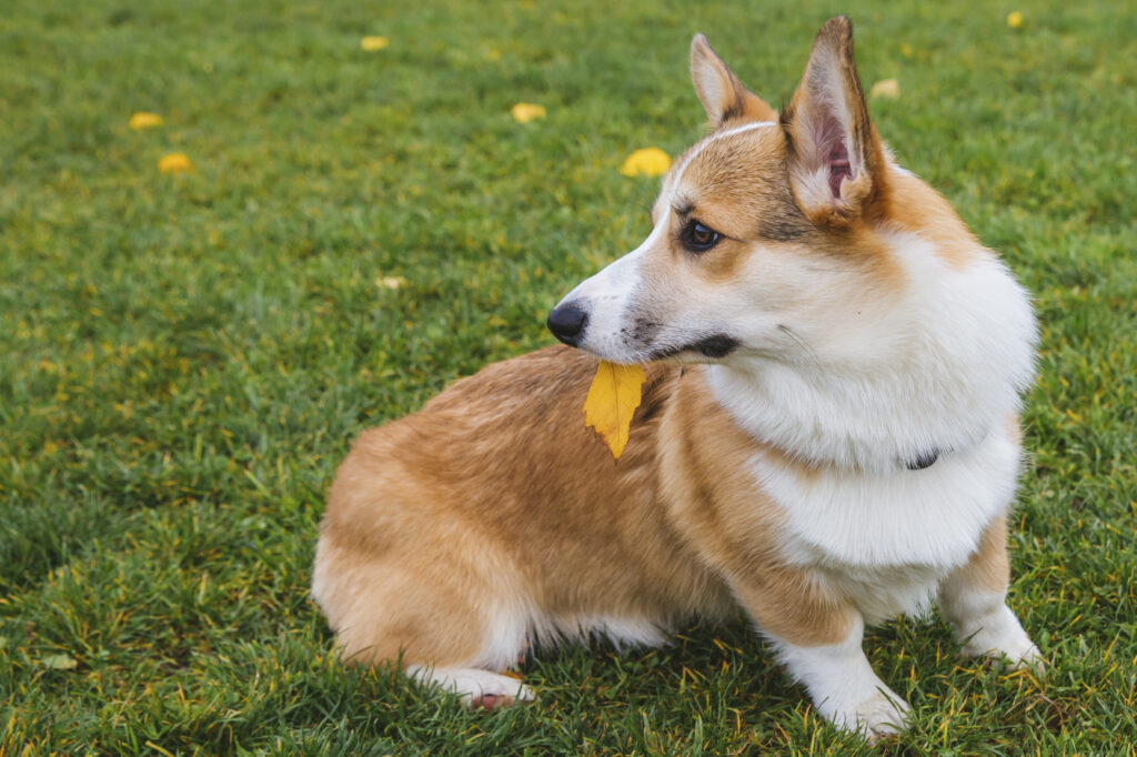 8 Best Corgi Haircut Styles – With Pictures!