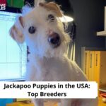 Jackapoo Puppies
