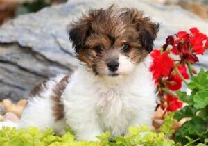 Keystone Puppies