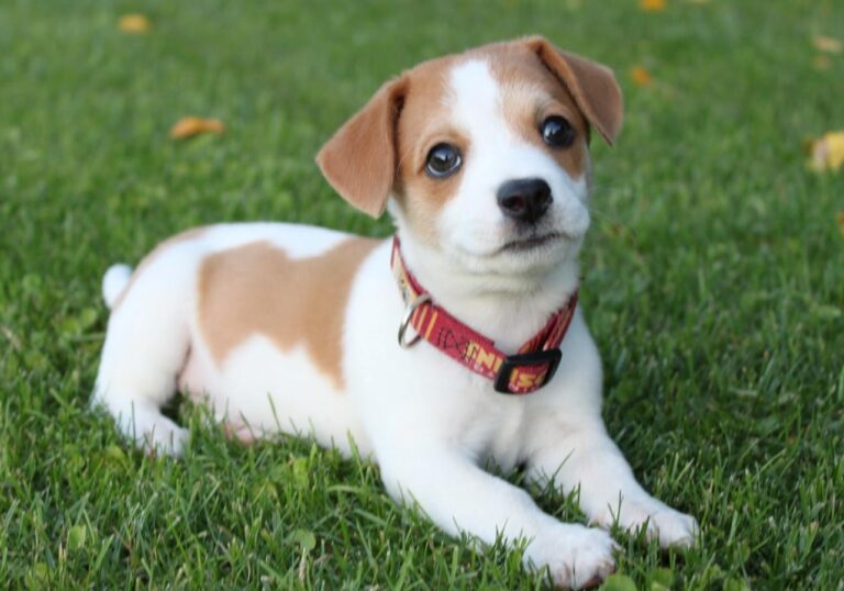 Rottle Puppies in the US - Top 6 Breeders! (2024) - We Love Doodles