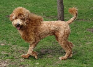 Lion Cut