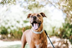 Local Dog Shelters (RhodeIsland)