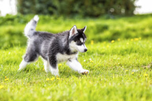 Try to Look For Websites with Affordable Husky Puppies (Find Husky Puppies)