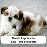 Malshi-Puppies-for-Sale-–-Top-5-Breeders-template