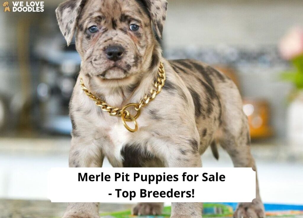 Merle pitbulls 2024 for sale