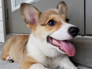 do corgis get haircuts